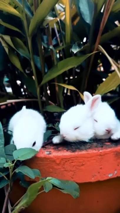 Cute Rabbits play
