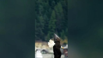 Eagle Attitude 4k Whatsapp Status Video