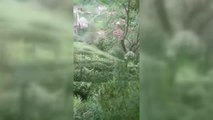 Afyon haberi! Çay bahçesine giren ayı görüntülendi