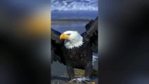 Eagle Attitude Hey Mama Attitude 4k Whatsapp Status Video