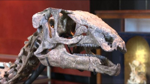 All'asta lo scheletro di un dinosauro di 150 milioni di anni fa