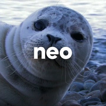Découvrez les phoques de la baie de Somme