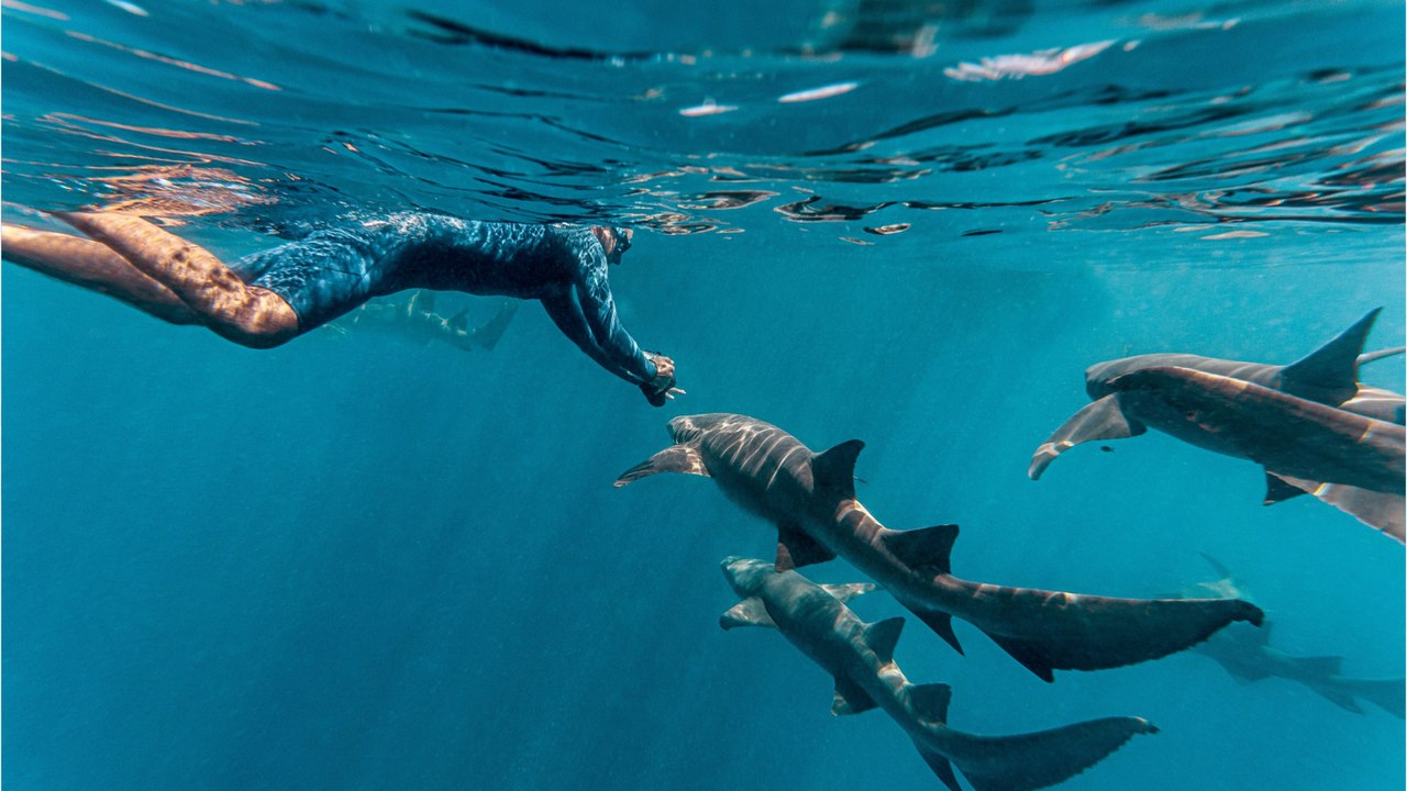 Shark attacks and kills a woman in the waters of the Bahamas
