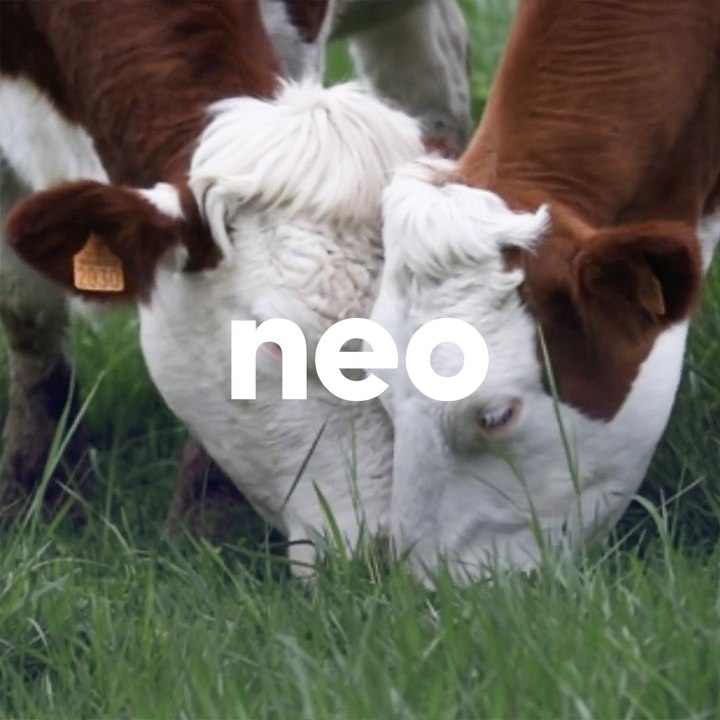 Des vaches, un pré, des bouses : découvrez le loto bouse