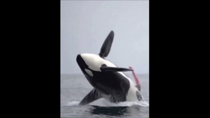 Ca c'était vraiment inattendu... et même jamais vu