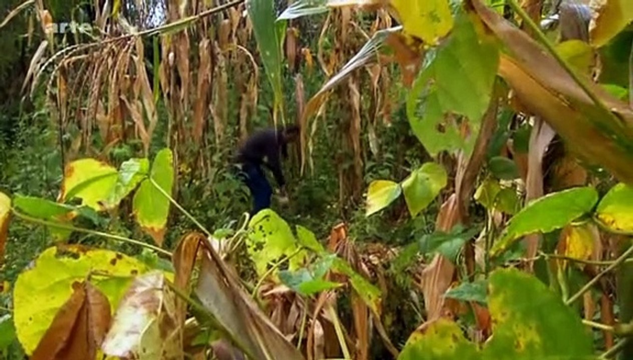 La bataille de nos assiettes - Documentaire malbouffe, ogm - Arte - 2011