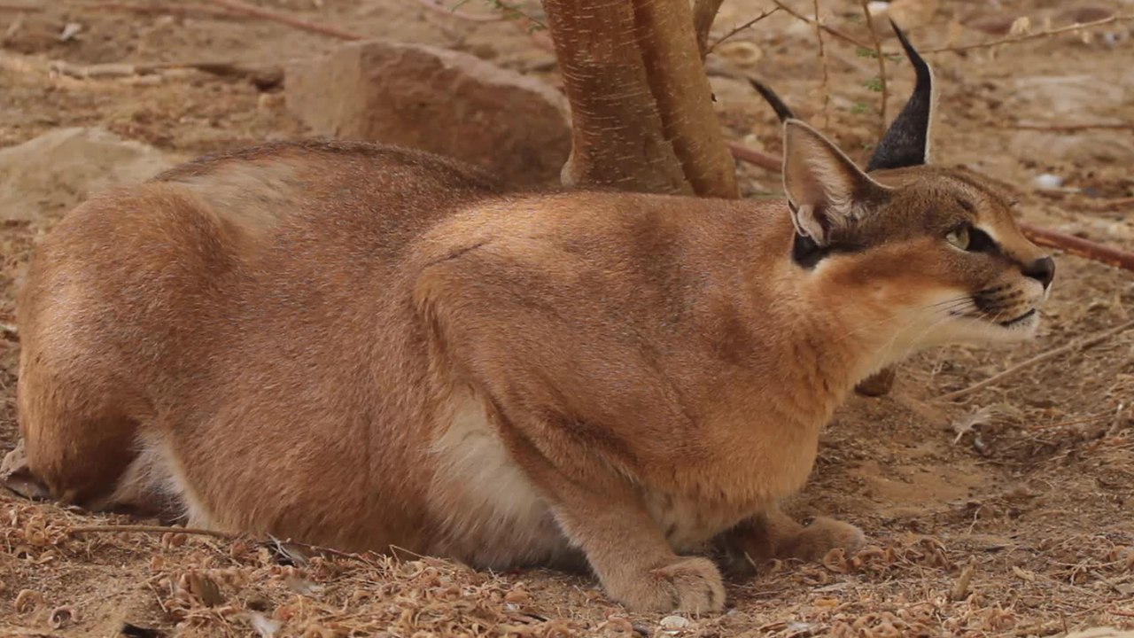 Qui est le caracal ?
