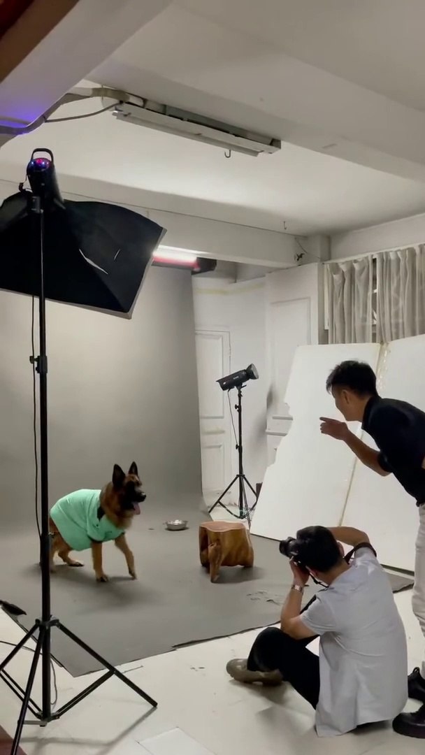 ⁣拥有一只会拍照的狗子是种怎样的体验