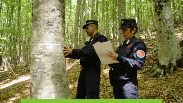 Un progetto studia l'impatto dello smog sugli ecosistemi naturali