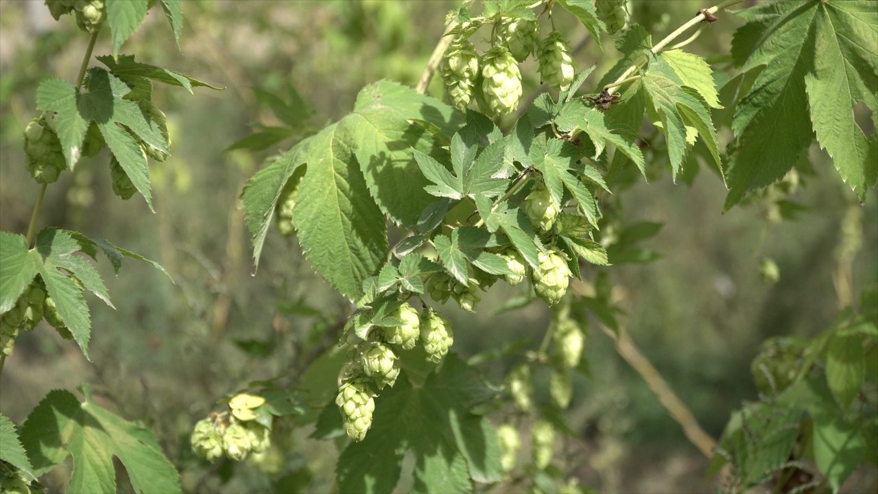The Kentish tradition of harvesting fresh green hops for beer is back!