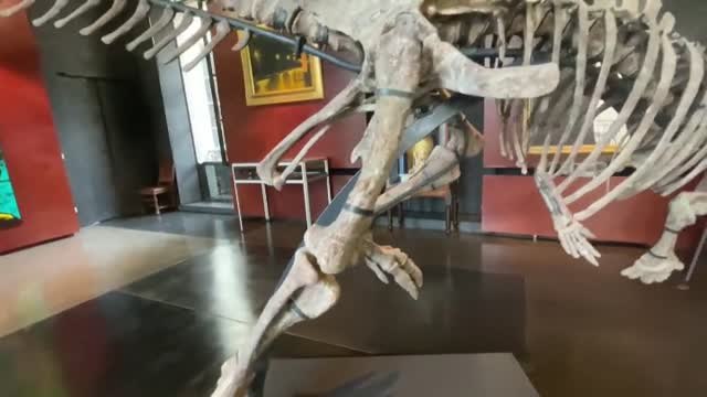 Se subasta un esqueleto de dinosaurio por medio millón de euros