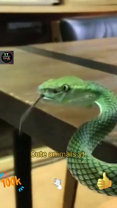 Wow Very Beautiful Green Big Snake Videos 2022 | Big Snakes | Cute Animals Yt