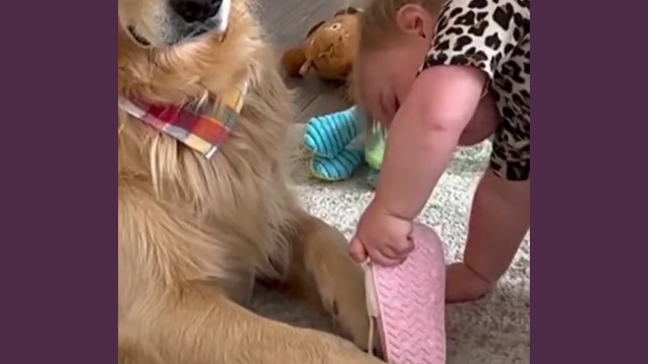 FUNNY VIDEO, the little girl wants to match the right slipper for her beloved dog