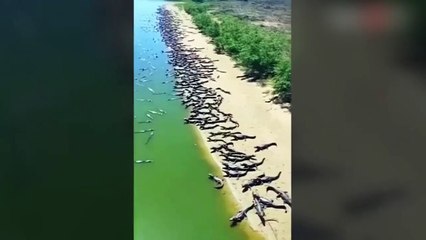 Brezilya'da korkutan manzara! Yüzlercesi karaya çıktı