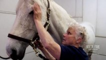 Equine Massage Therapy at North Fork Equestrian