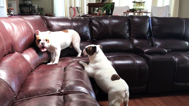 Les chiots ludiques rebondissent autour du canapé - Buzz Buddy