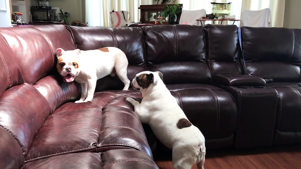 Les chiots ludiques rebondissent autour du canapé  - Buzz Buddy