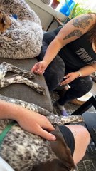 Chatouiller la patte du chien provoque des dommages collatéraux  - Buzz Buddy