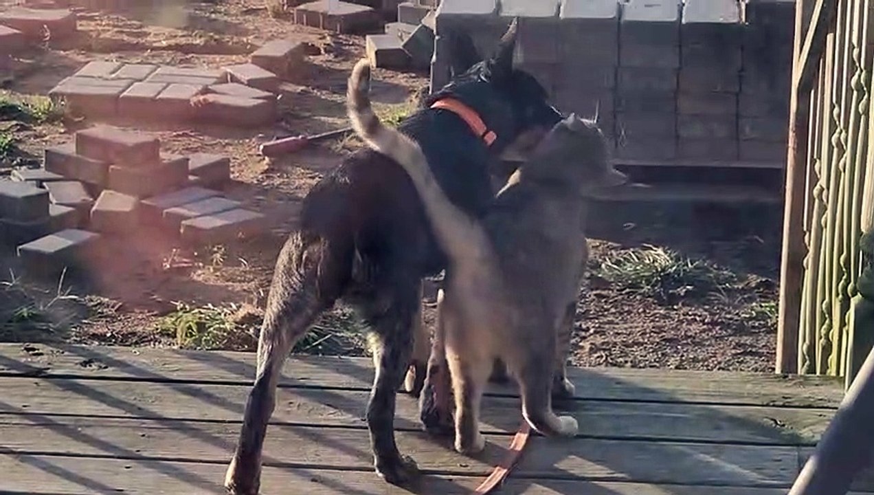 Mini Blue Heeler et Mama Kitty sont de bons ami...