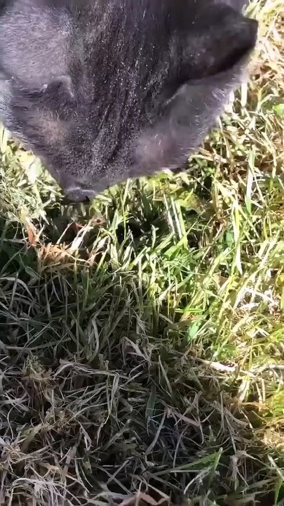 Coccinelle grimpe sur le chat  - Buzz Buddy