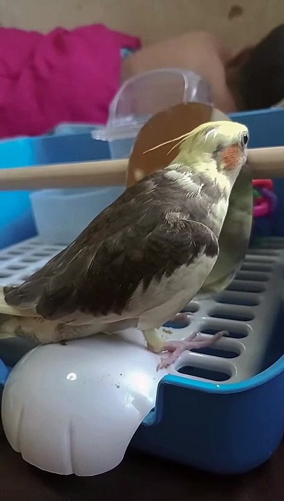 Cockatiel mignon chante pour le propriétaire  - Buzz Buddy