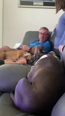 Tromper papa en utilisant une fausse lettre sur l'interdiction de tondre  - Buzz Buddy