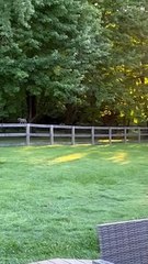 Kitty livre un paquet de feuilles au propriétaire  - Buzz Buddy