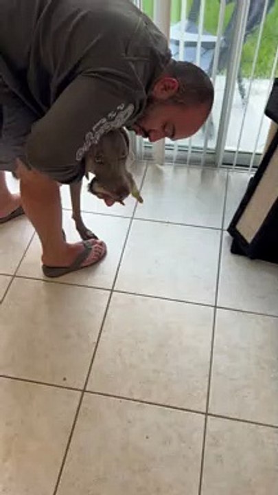 Aider un caneton à retourner chez sa mère qui a été attrapé par Braque de Weimar  - Buzz Buddy