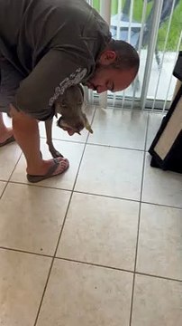 Aider un caneton à retourner chez sa mère qui a été attrapé par Braque de Weimar - Buzz Buddy