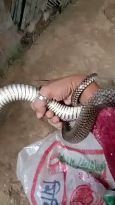 Les gars travaillent ensemble pour sauver Rat Snake Stuck in Net  - Buzz Buddy