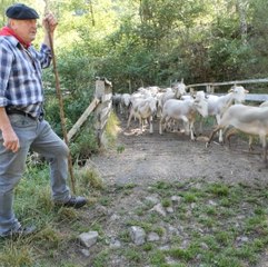 La transhumance, un moment festif où les brebis regagnent les hauteurs
