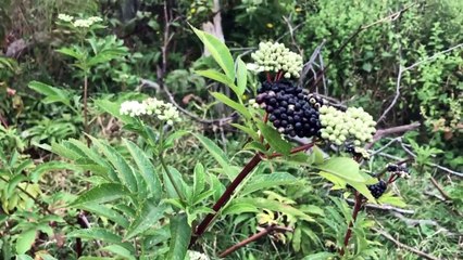 Doğada Bodur Mürver Otu sumbucus ebulus