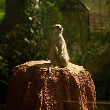 À Pont-Scorff, ce nouveau zoo met le bien-être animal au cœur de son projet