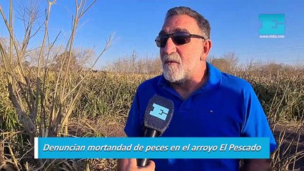 Denuncian mortandad de peces en el arroyo El Pescado