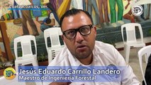 Tala ilegal en Las Choapas afecta a productores forestales