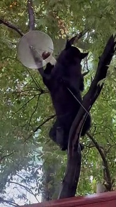 Bear Eats From Bird Feeder