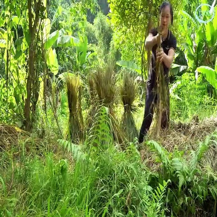 Rice Harvesting, Preservation Process and Cooking Rice with Black Beans by Traditional Method