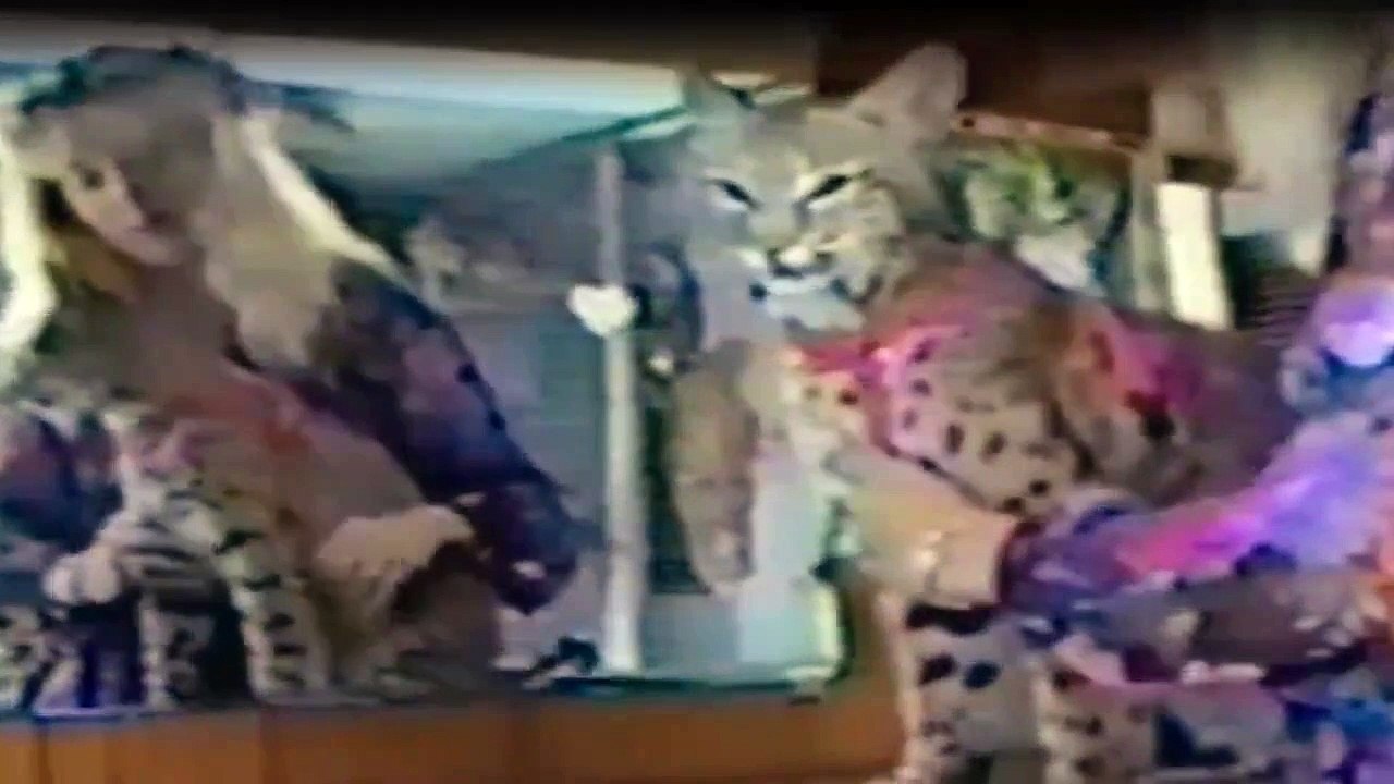 Tiger King Staffel 2 Folge 2 HD Deutsch