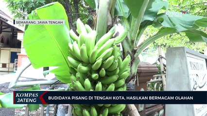 Budidaya Pisang di Tengah Kota Semarang, Hasilkan Bermacam Olahan