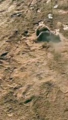 Dog Loves Rolling Around in Dirt