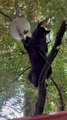 Bear Eats From Bird Feeder