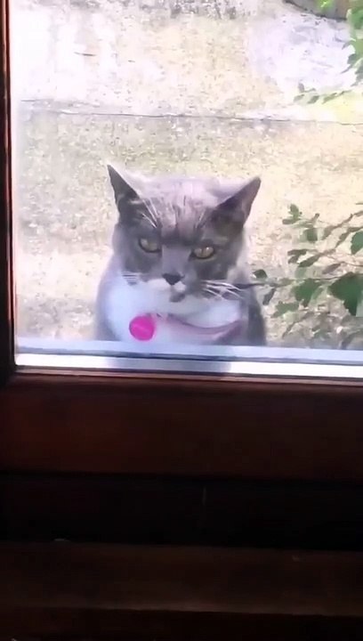 Cat Dancing Funny