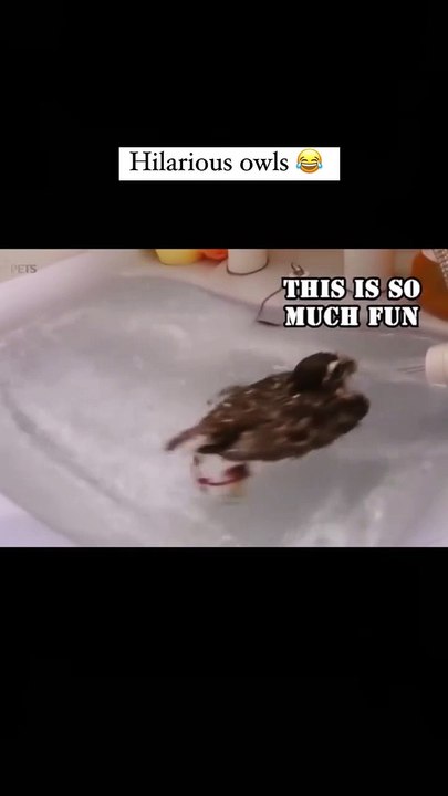 Owls are Hilarious