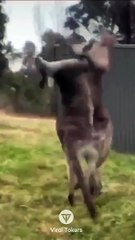 #funniest#videoshorts#cutest #cats and #crazy #dogs #2022/6