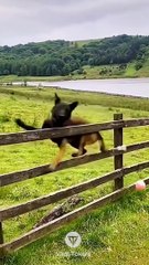 #funniest#videoshorts#cutest #cats and #crazy #dogs #2022/3