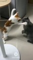 #funniest#videoshorts#cutest #cats and #crazy #dogs #2022/2