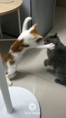 #funniest#videoshorts#cutest #cats and #crazy #dogs #2022/2