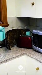 #funniest#videoshorts#cutest #cats and #crazy #dogs #2022/12