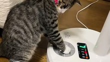はじめての首輪！仔猫ポス