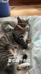 夏の昼下がり眠る猫